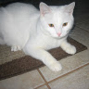 Meet your Posher, Paige